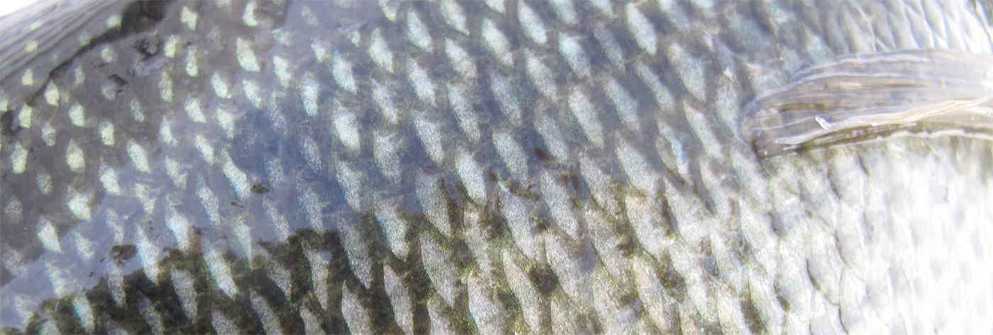 Detailed image of fish gills